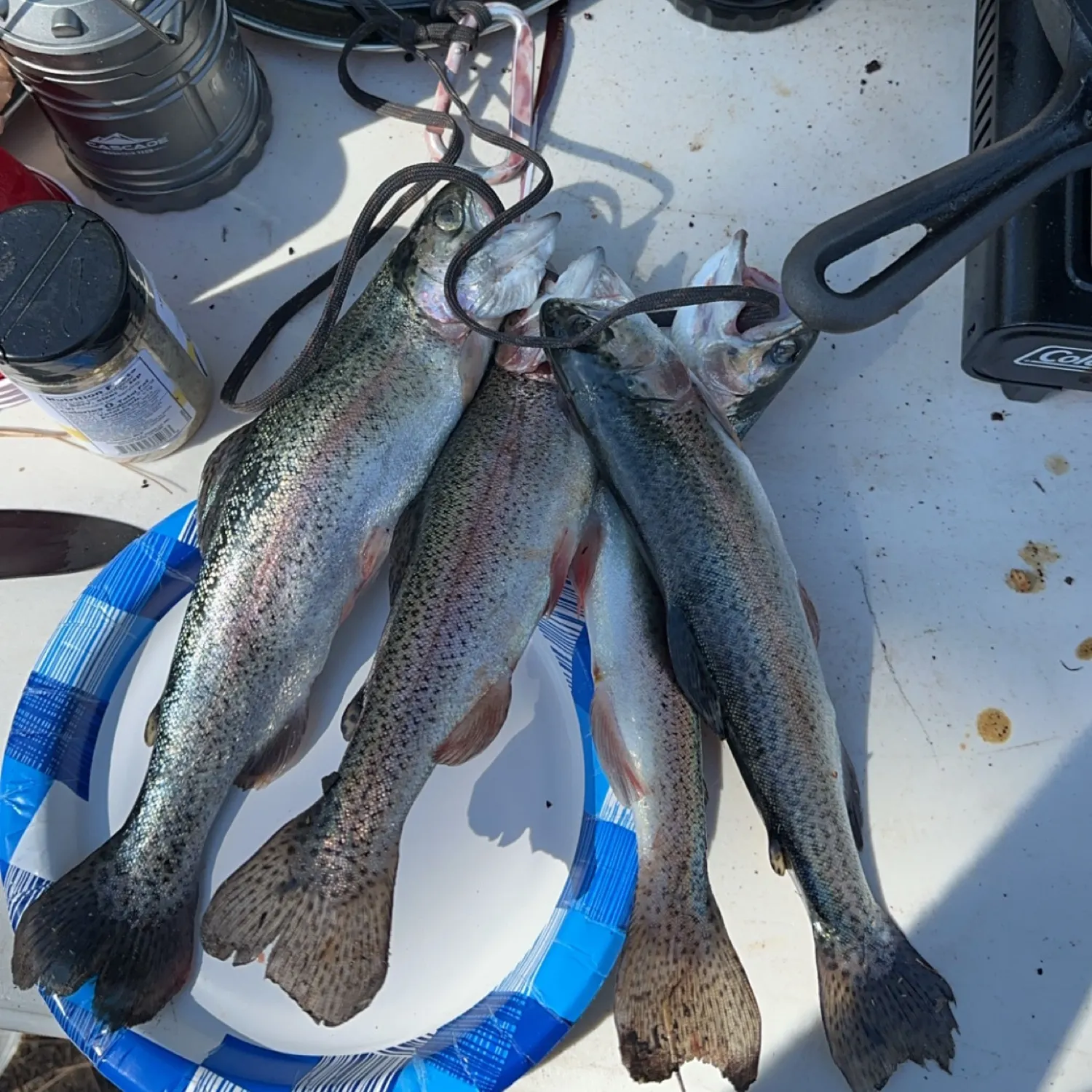 recently logged catches