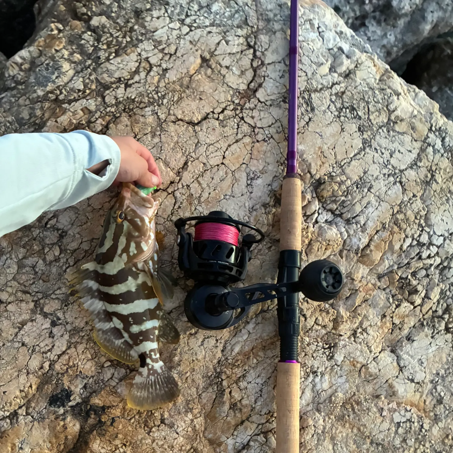 The most recent Rock grouper catches on Fishbrain