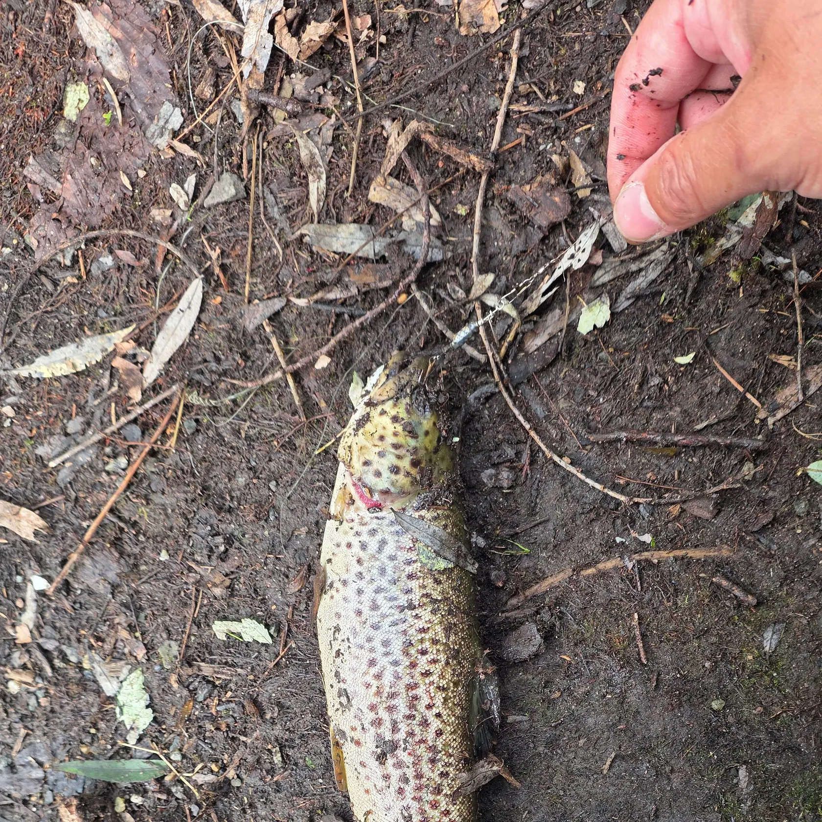Brown trout caught on Fishbrain