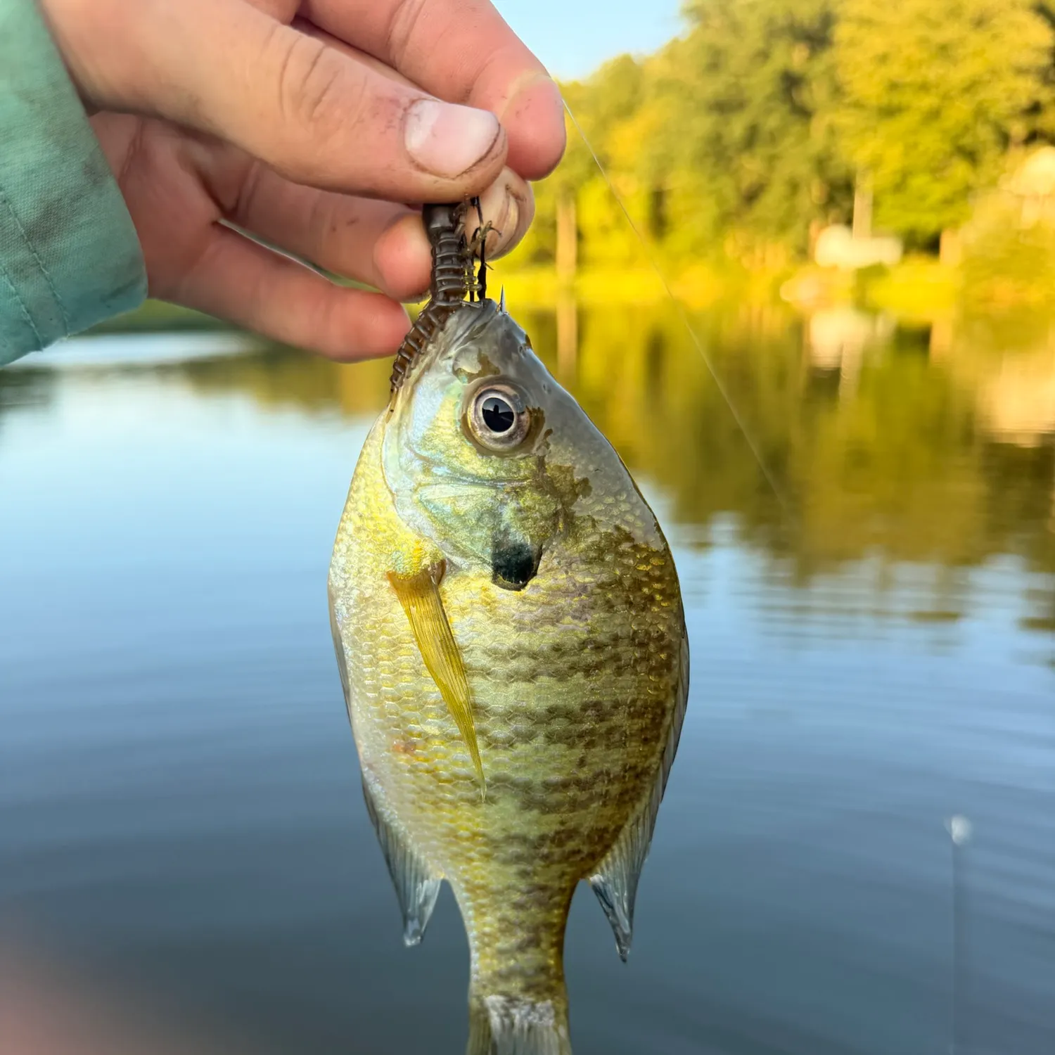 Bluegill caught on Fishbrain