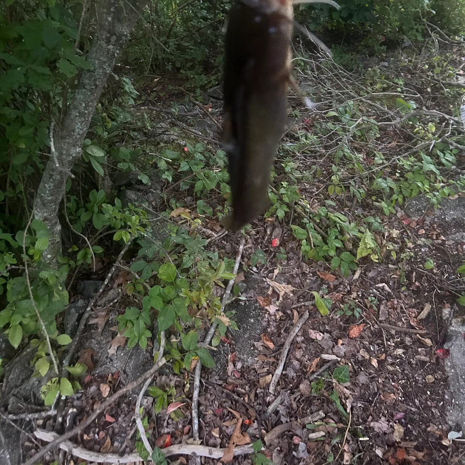 Black bullhead caught on Fishbrain
