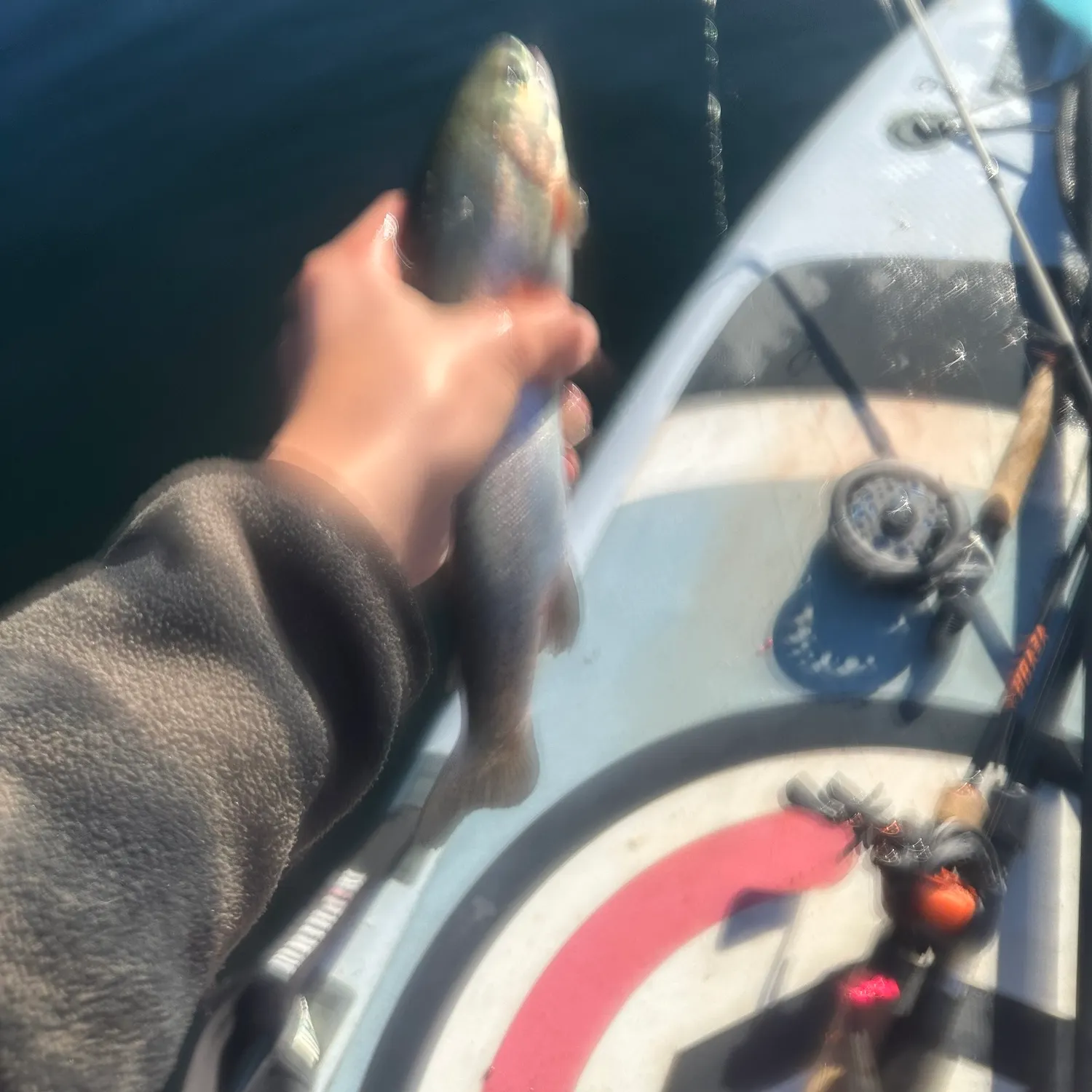 Rainbow trout caught on Fishbrain