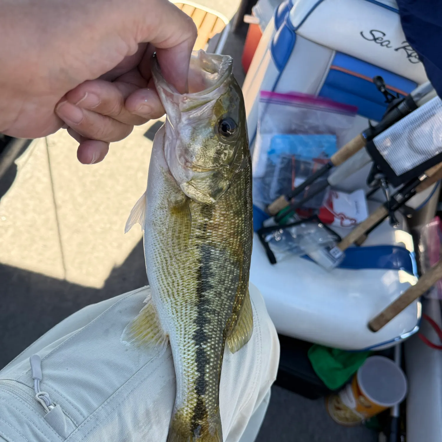 Spotted bass caught on Fishbrain