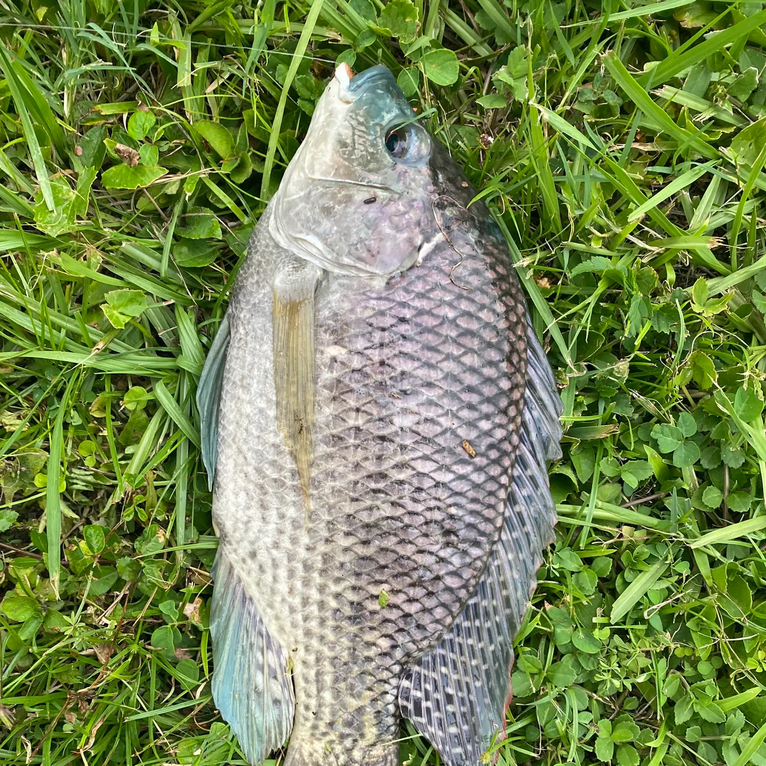 The most recent Blue tilapia catches on Fishbrain