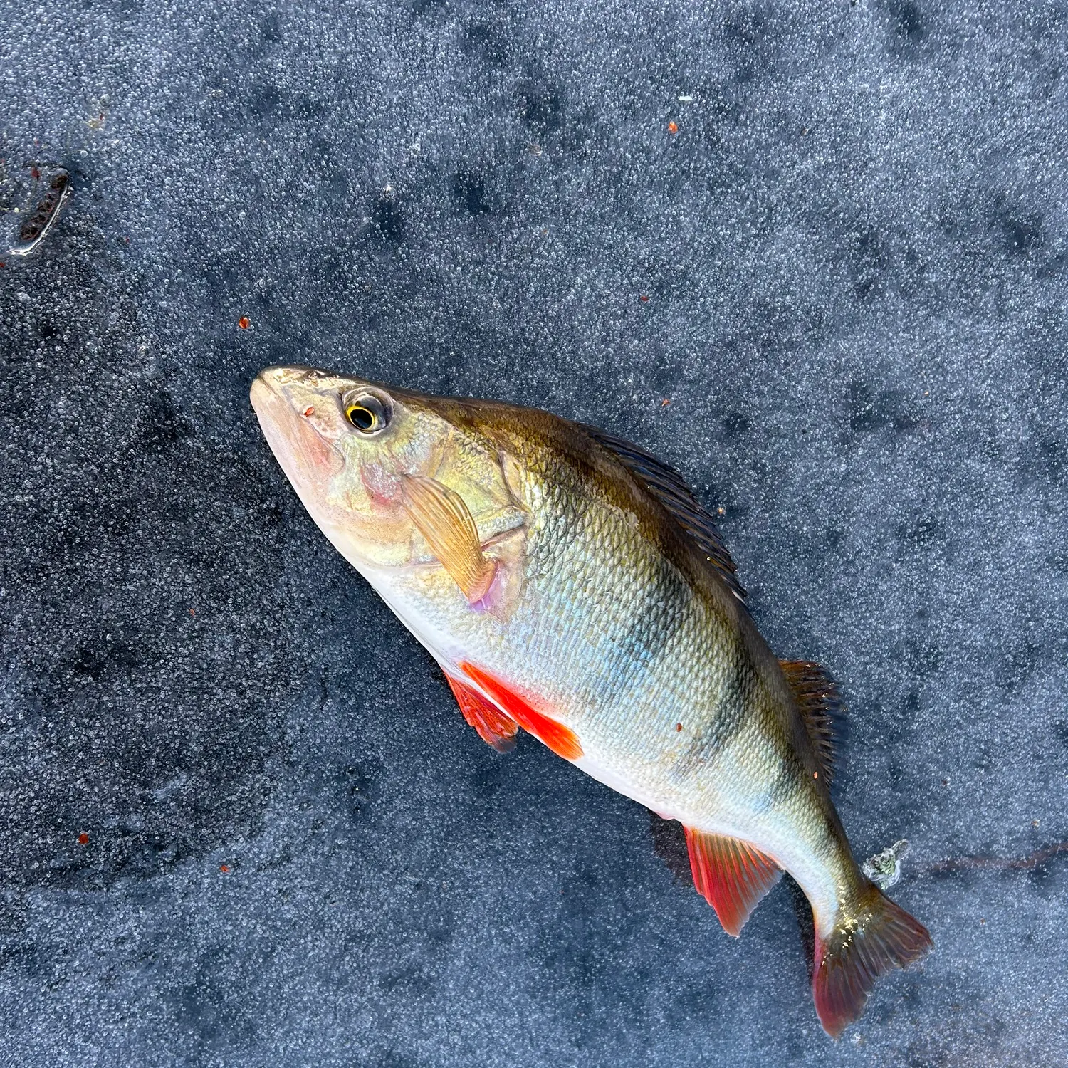 European perch caught on Fishbrain