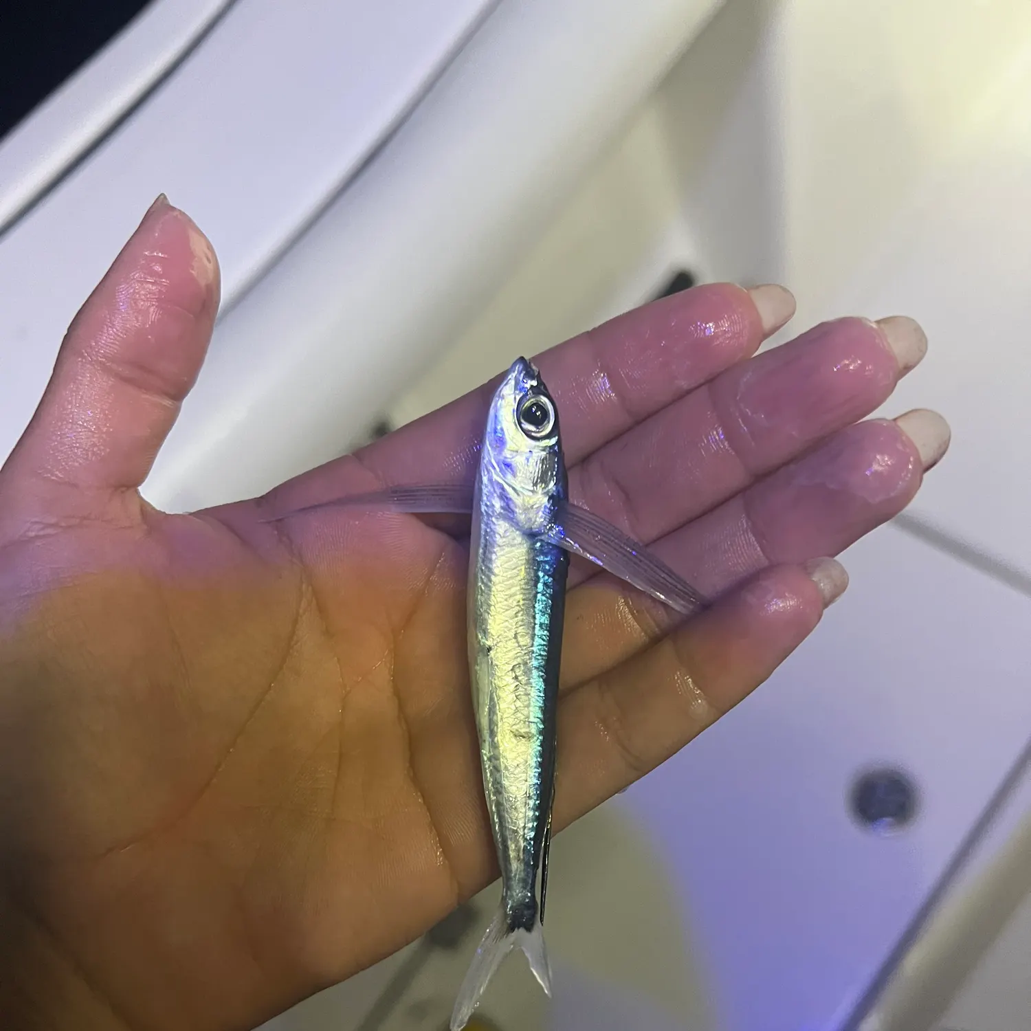Limpid-wing flyingfish caught on Fishbrain