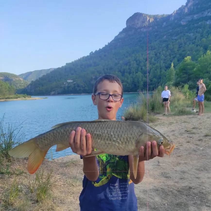 Common carp caught on Fishbrain