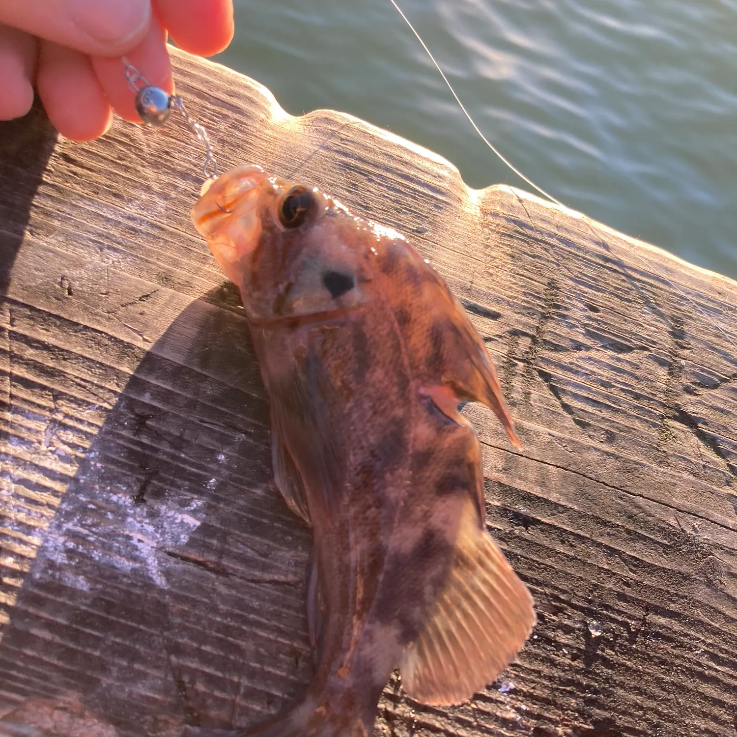 The most recent Brown rockfish catches on Fishbrain