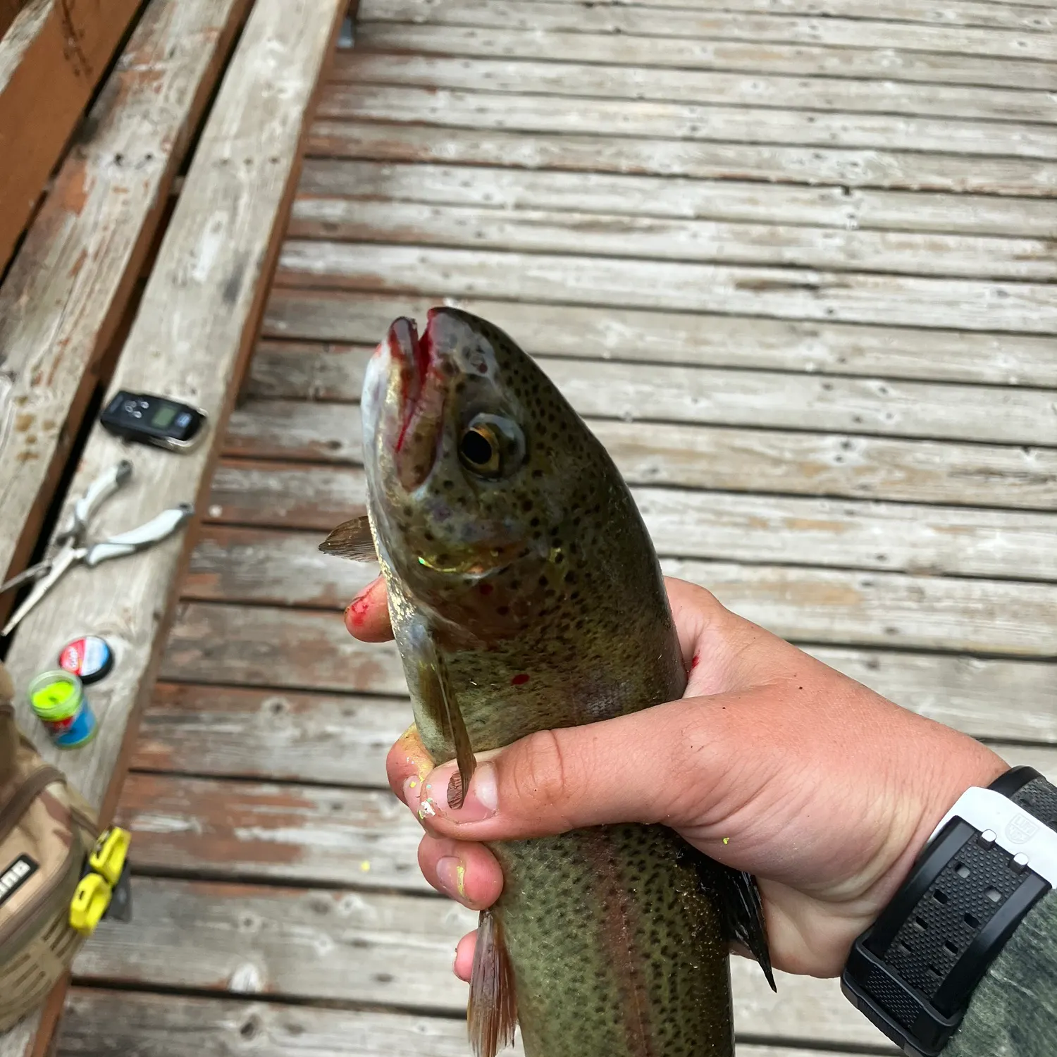 recently logged catches