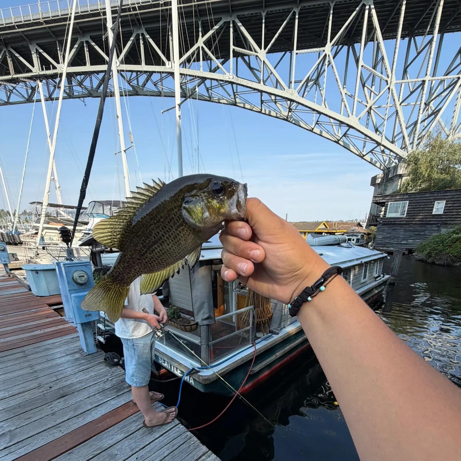 Rock bass caught on Fishbrain
