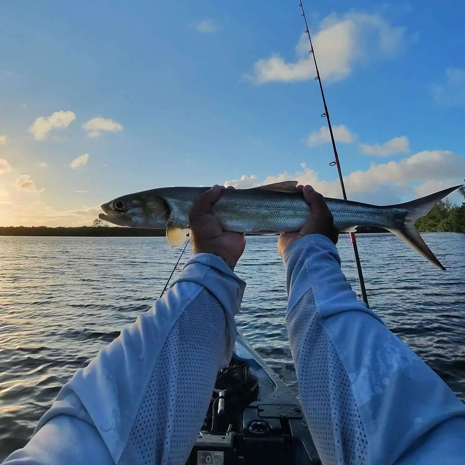 Ladyfish caught on Fishbrain