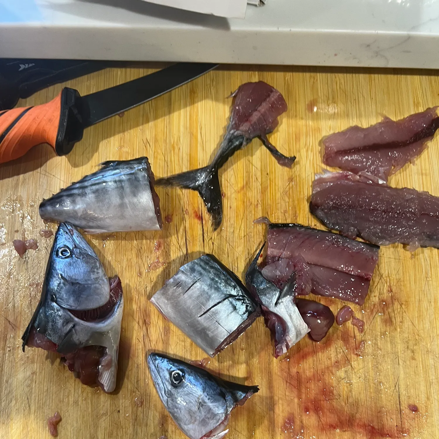 The most recent Eastern Pacific bonito catches on Fishbrain