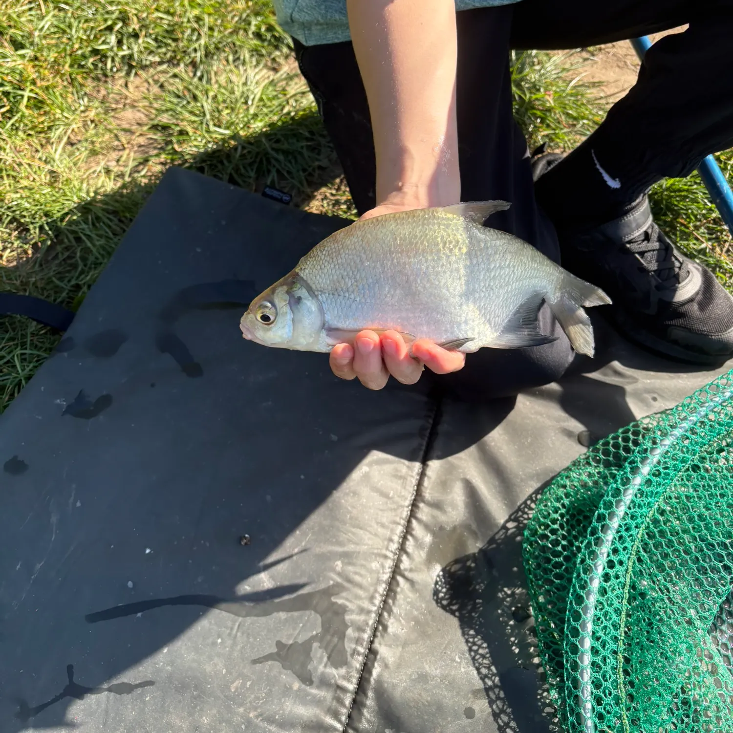 The most recent White bream catches on Fishbrain