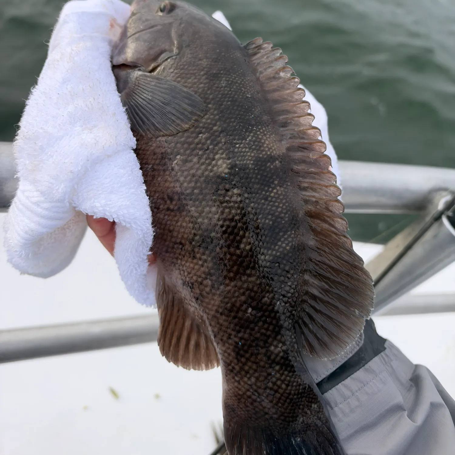 Tautog caught on Fishbrain