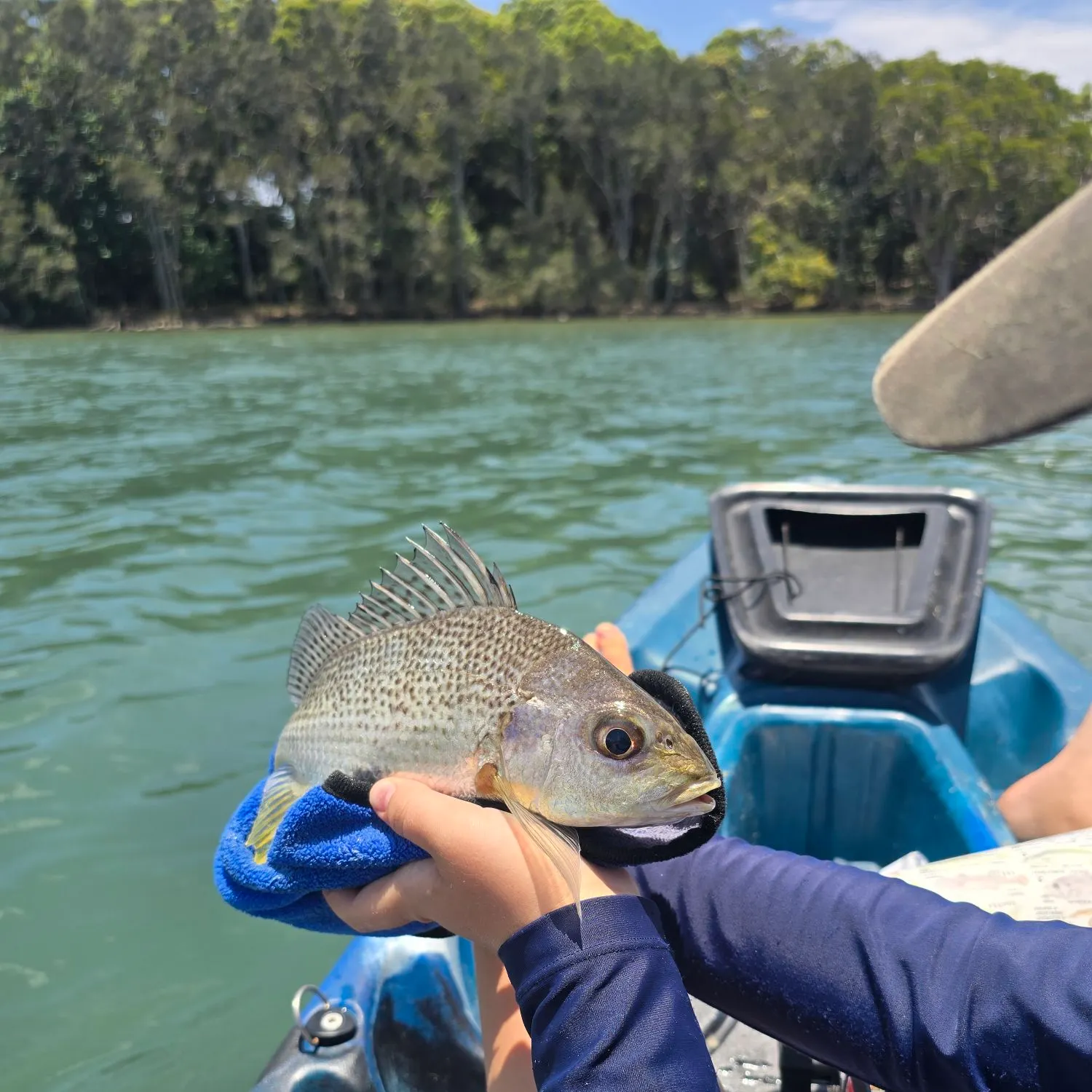 The most recent Smallspotted grunter catches on Fishbrain
