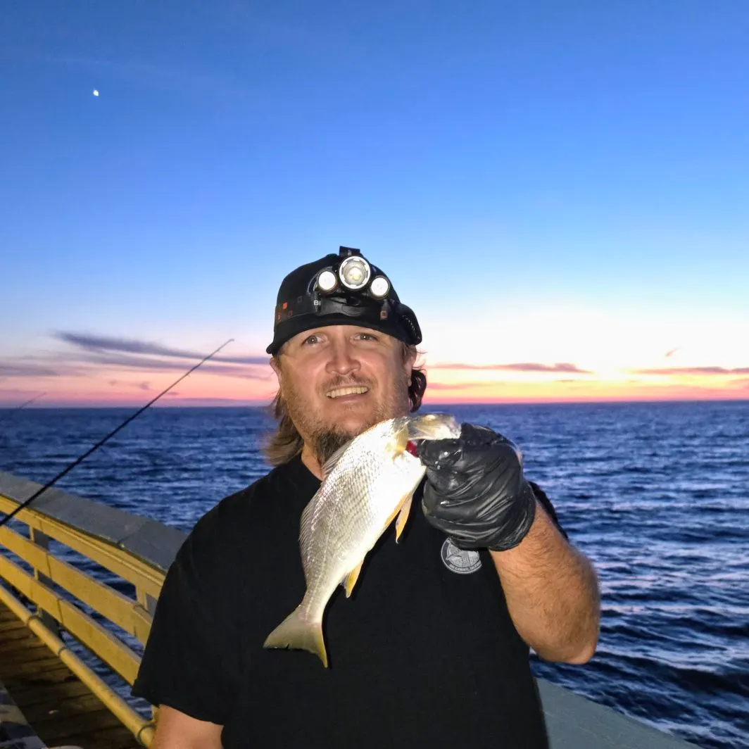 The most recent Yellowfin croaker catches on Fishbrain