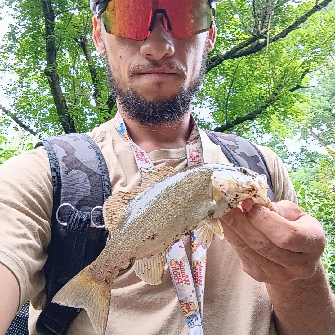 Smallmouth bass caught on Fishbrain