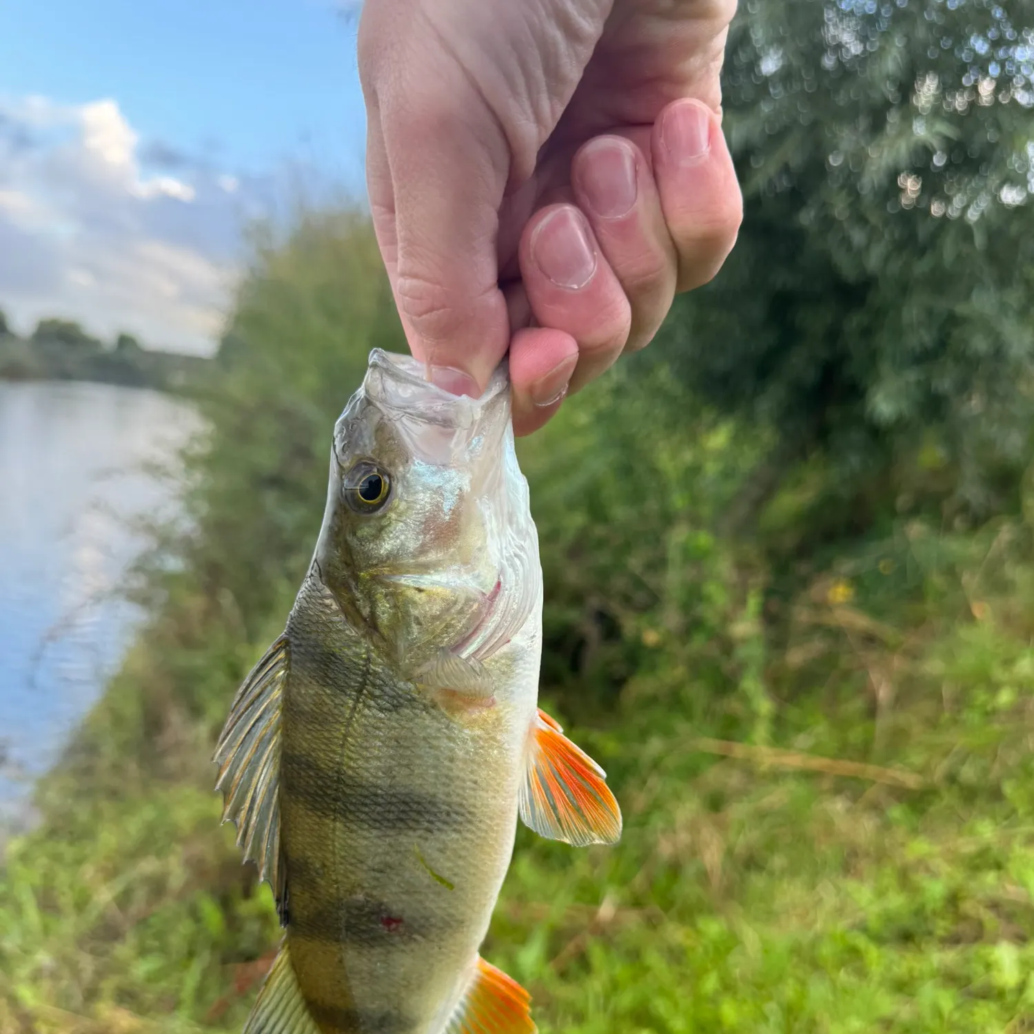 European perch caught on Fishbrain