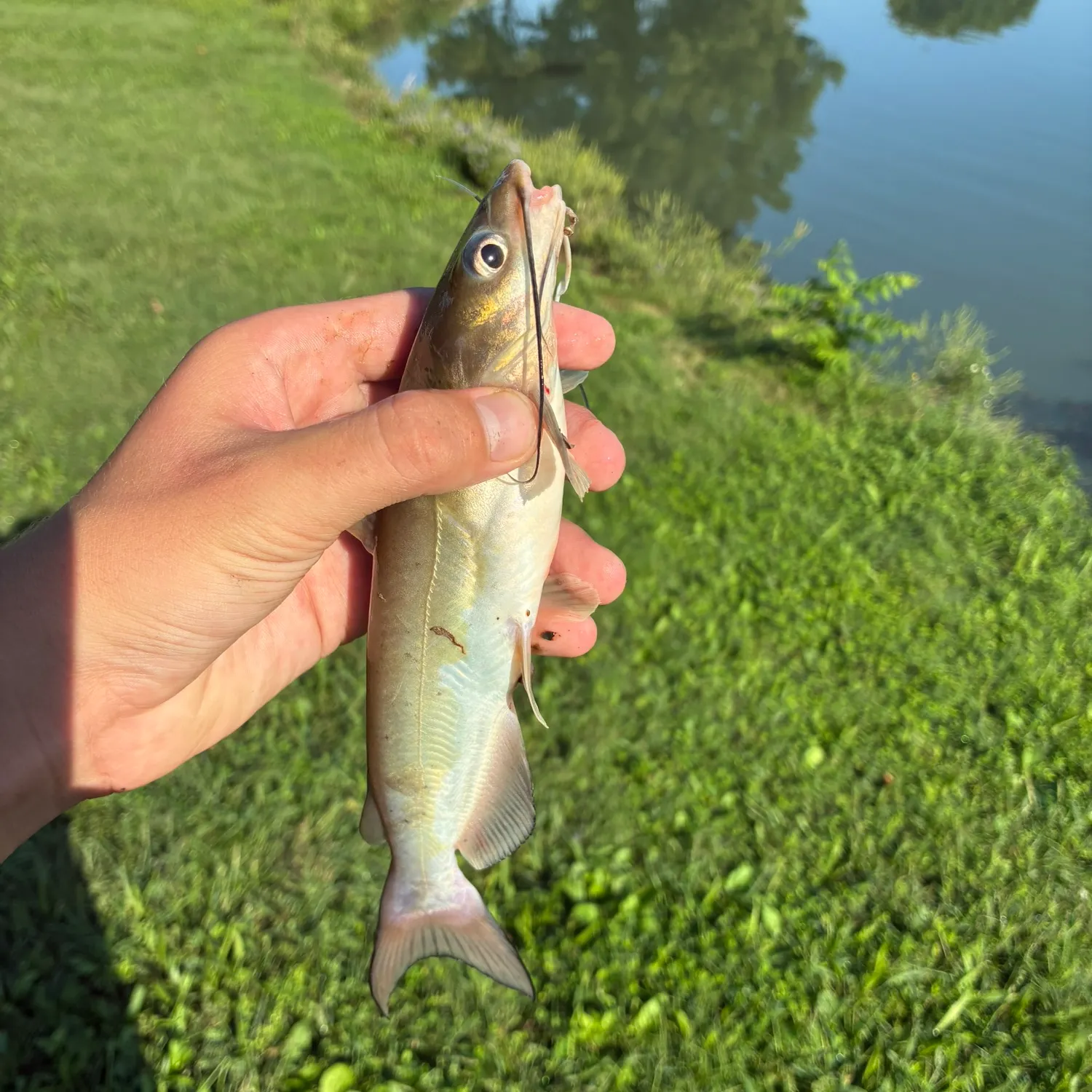 Channel catfish caught on Fishbrain