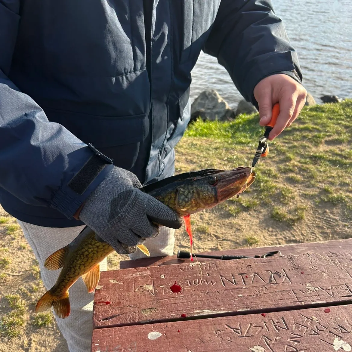 recently logged catches