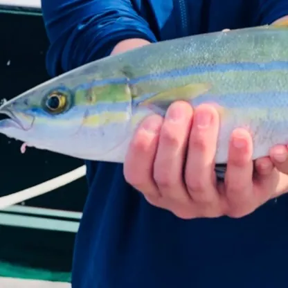 The most recent Yellowfin tuna catches on Fishbrain