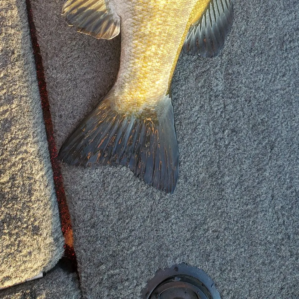 Smallmouth bass caught on Fishbrain