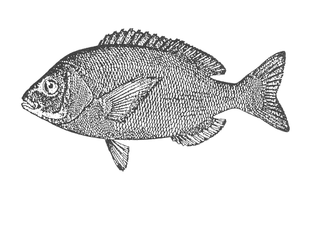 Hottentot seabream