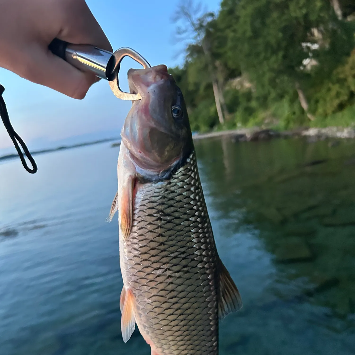 The most recent Fallfish catches on Fishbrain
