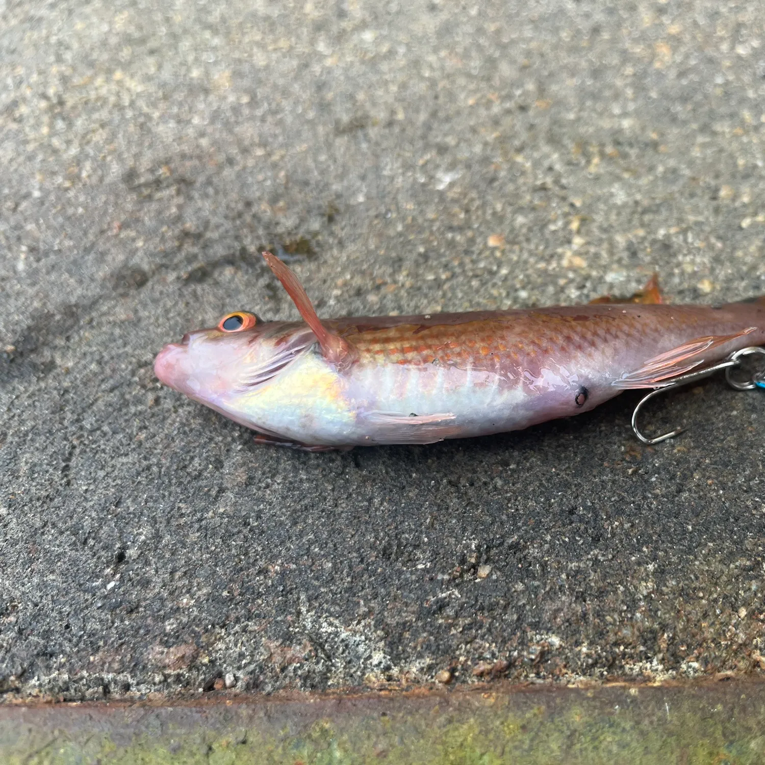 Fish caught on Fishbrain