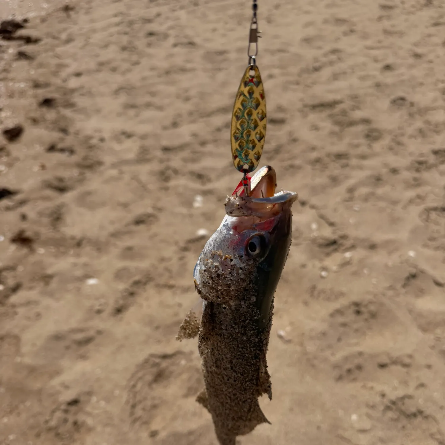 The most recent Silver seatrout catches on Fishbrain
