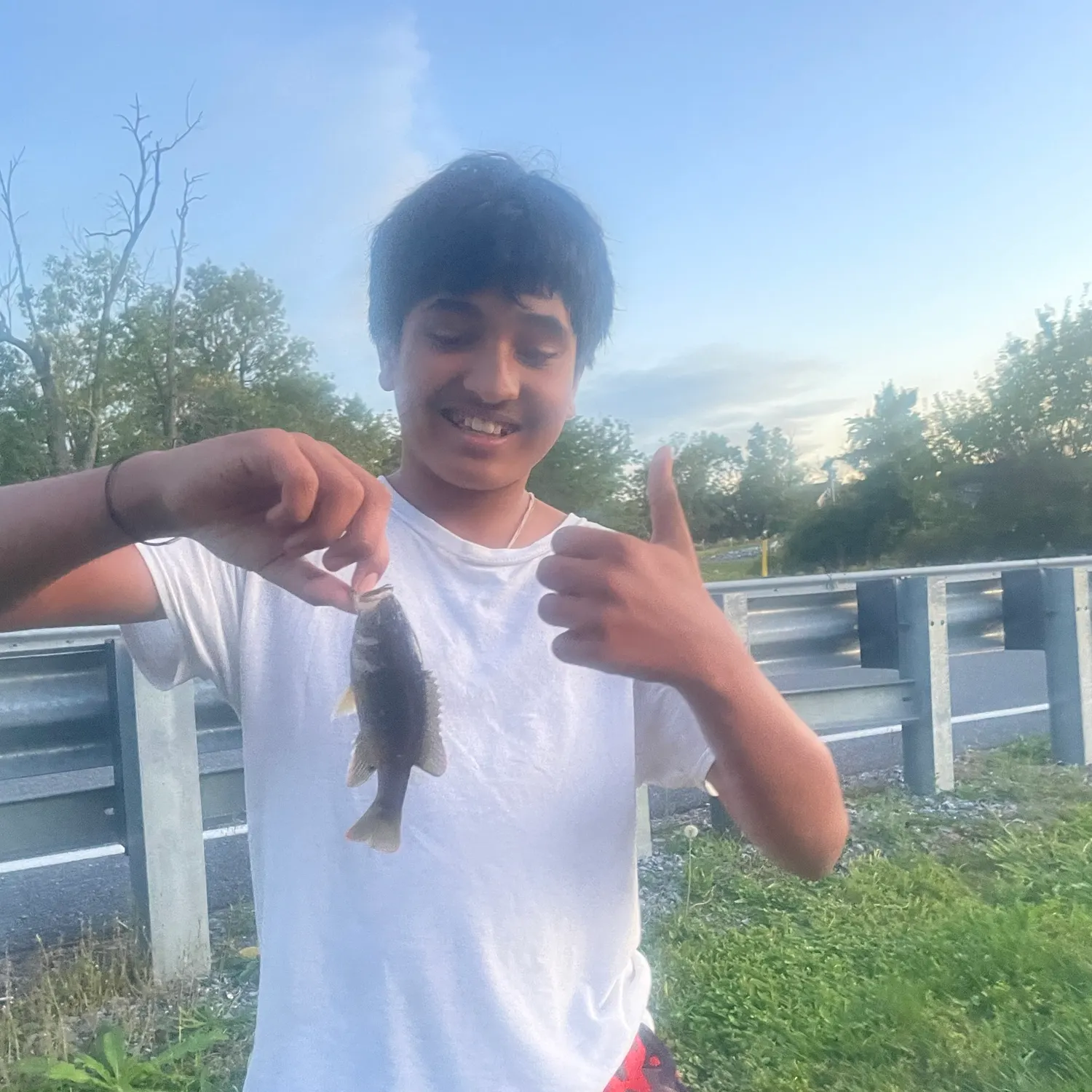 Silver perch caught on Fishbrain