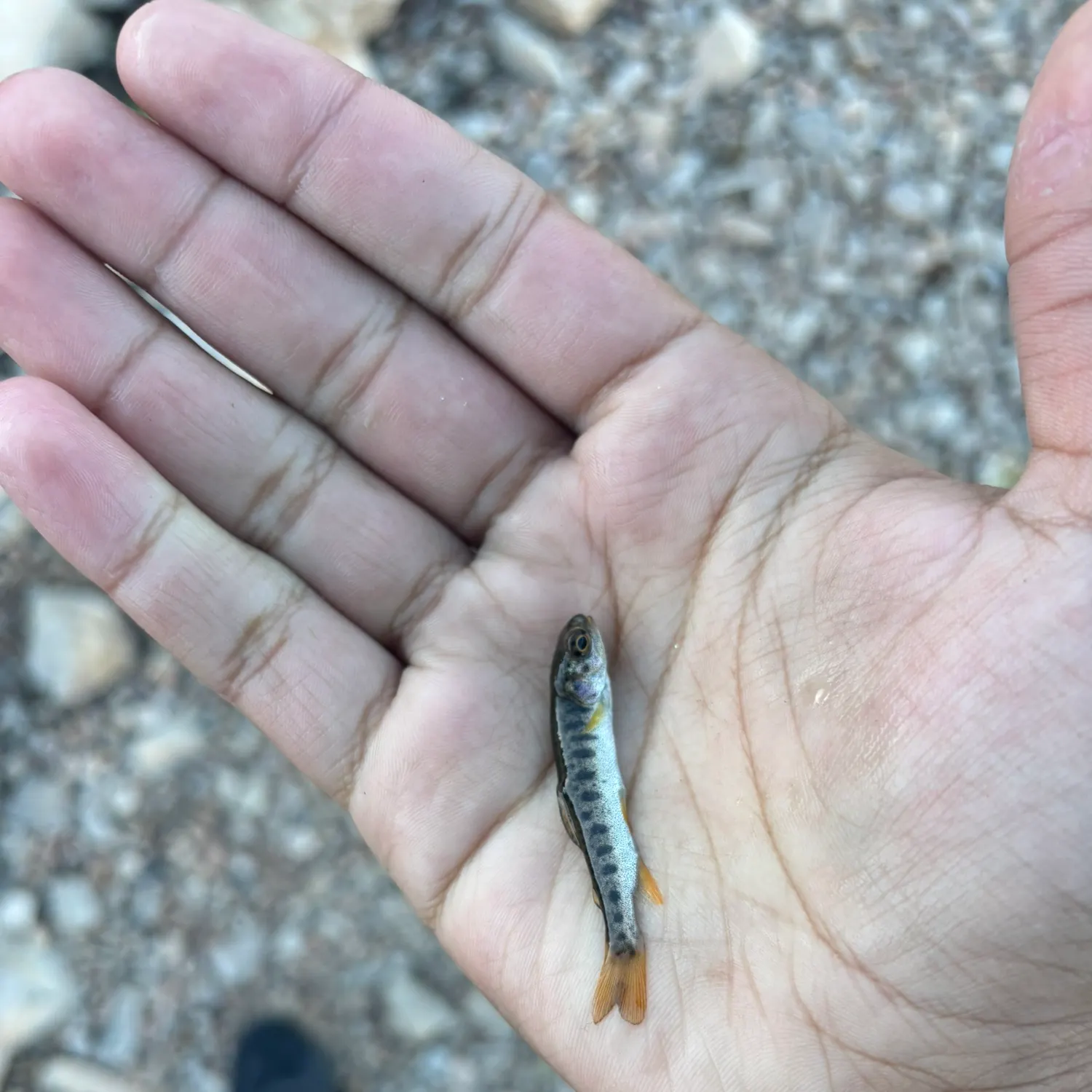 Bear Lake cutthroat trout caught on Fishbrain
