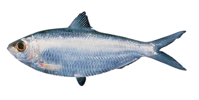 White sardinella