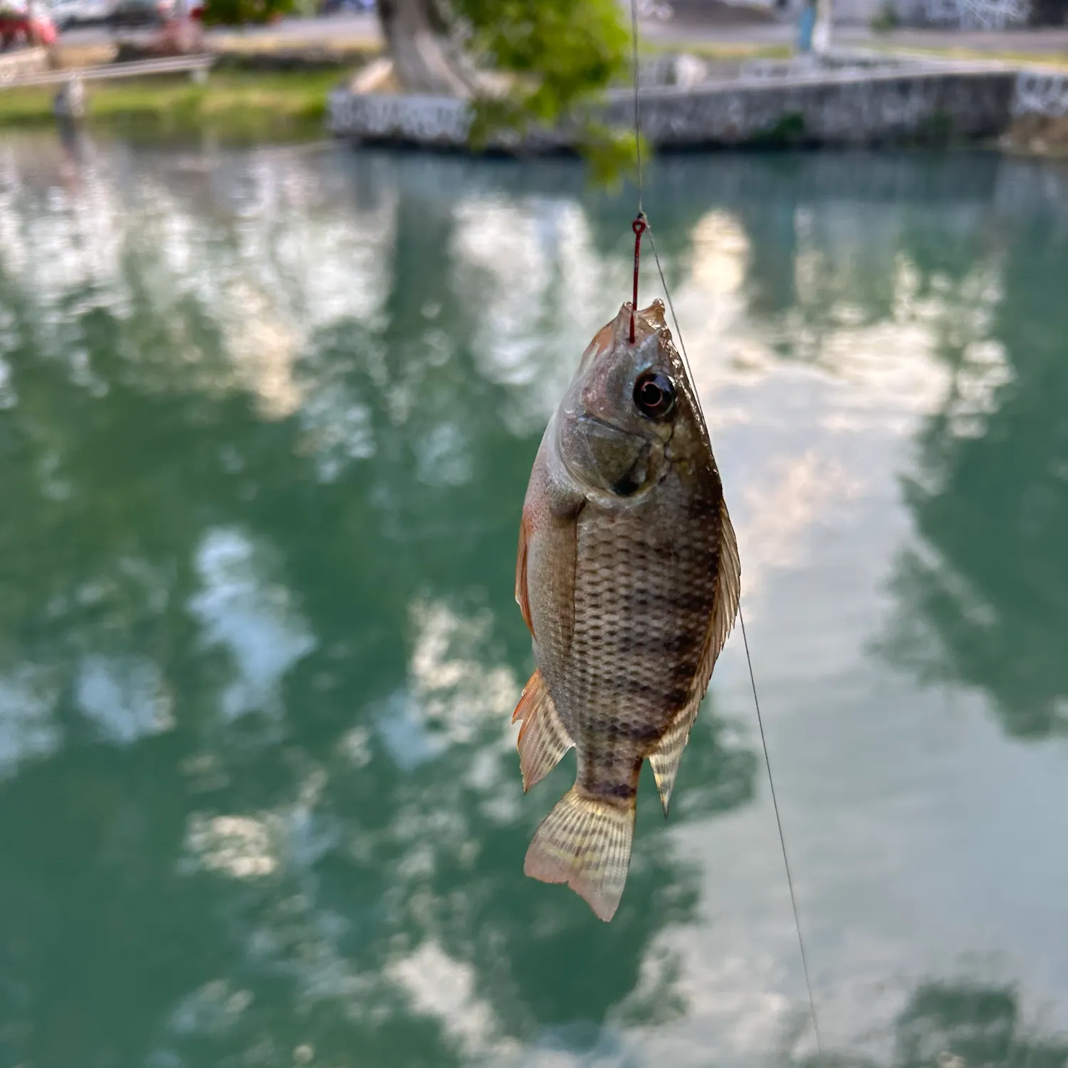The most recent Redbreast tilapia catches on Fishbrain