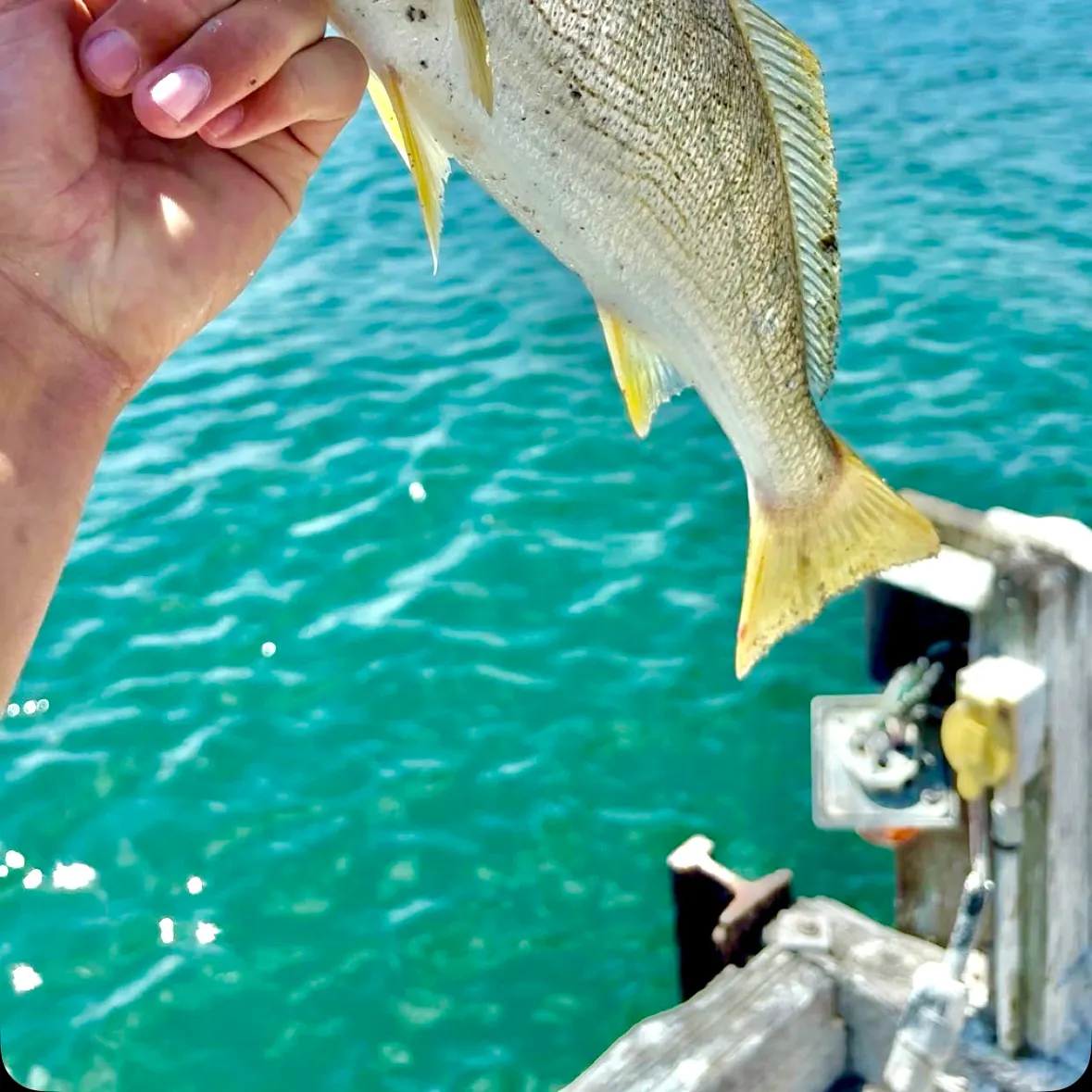Yellowfin croaker caught on Fishbrain