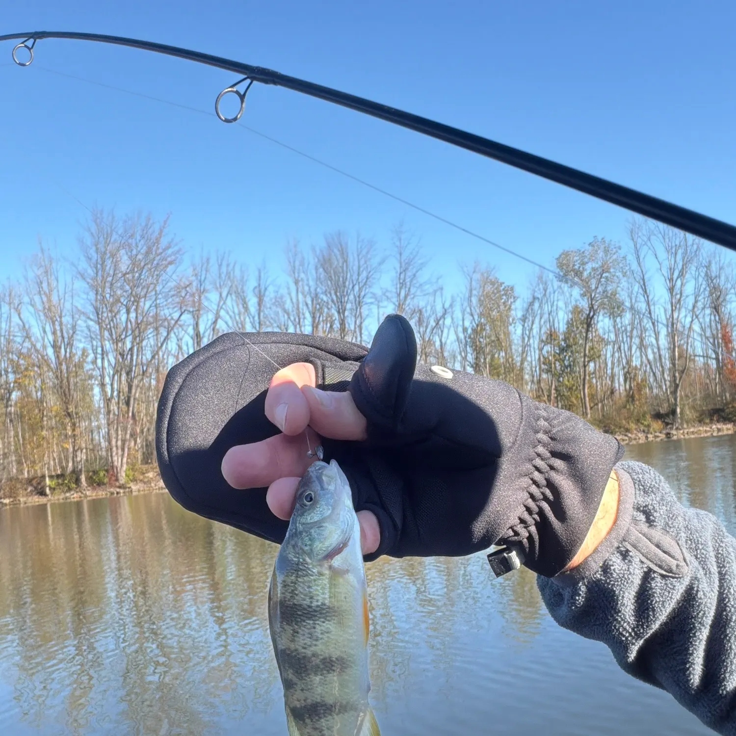 Yellow perch caught on Fishbrain