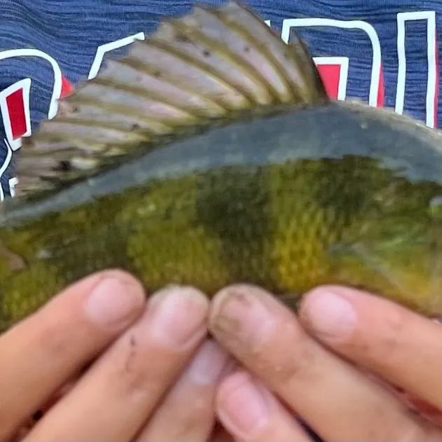 Yellow perch caught on Fishbrain