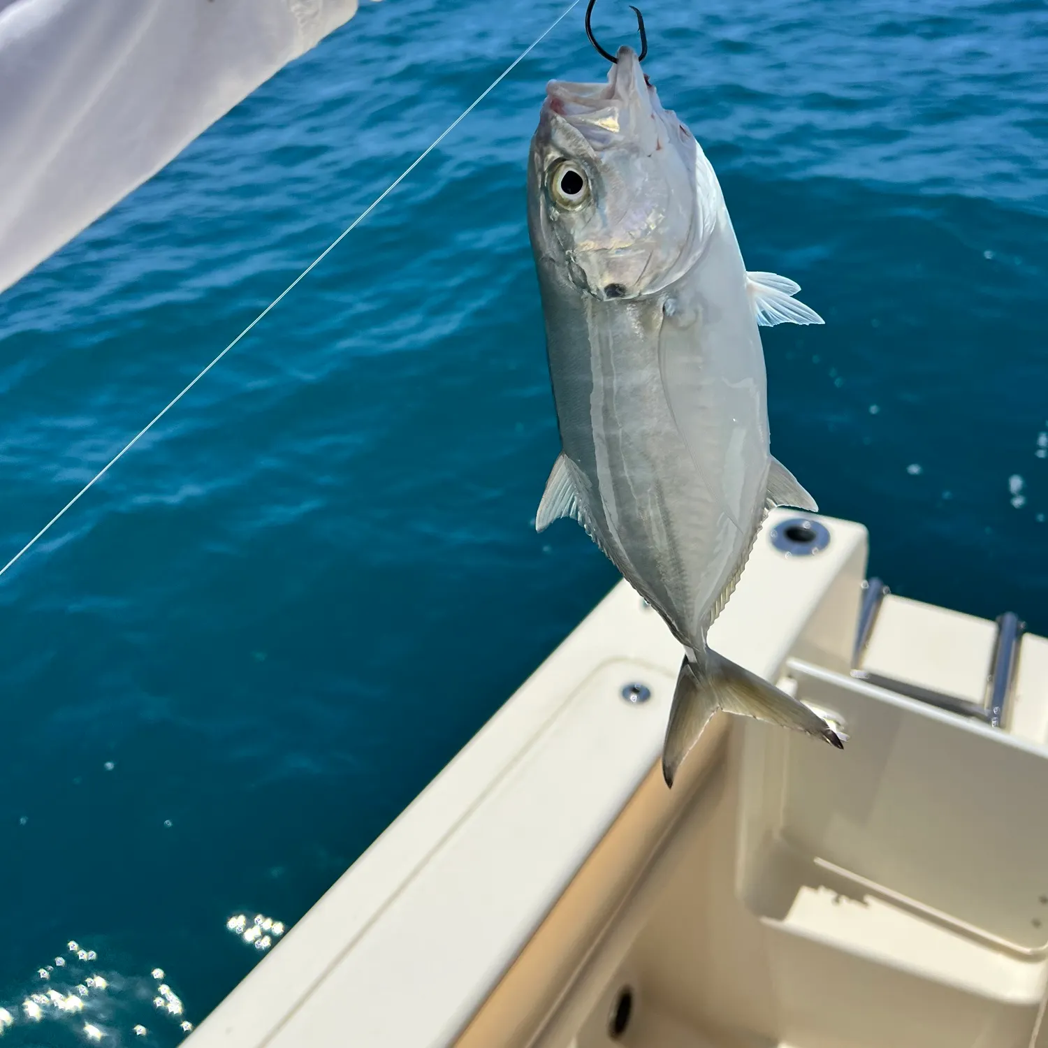 The most recent Blue runner catches on Fishbrain