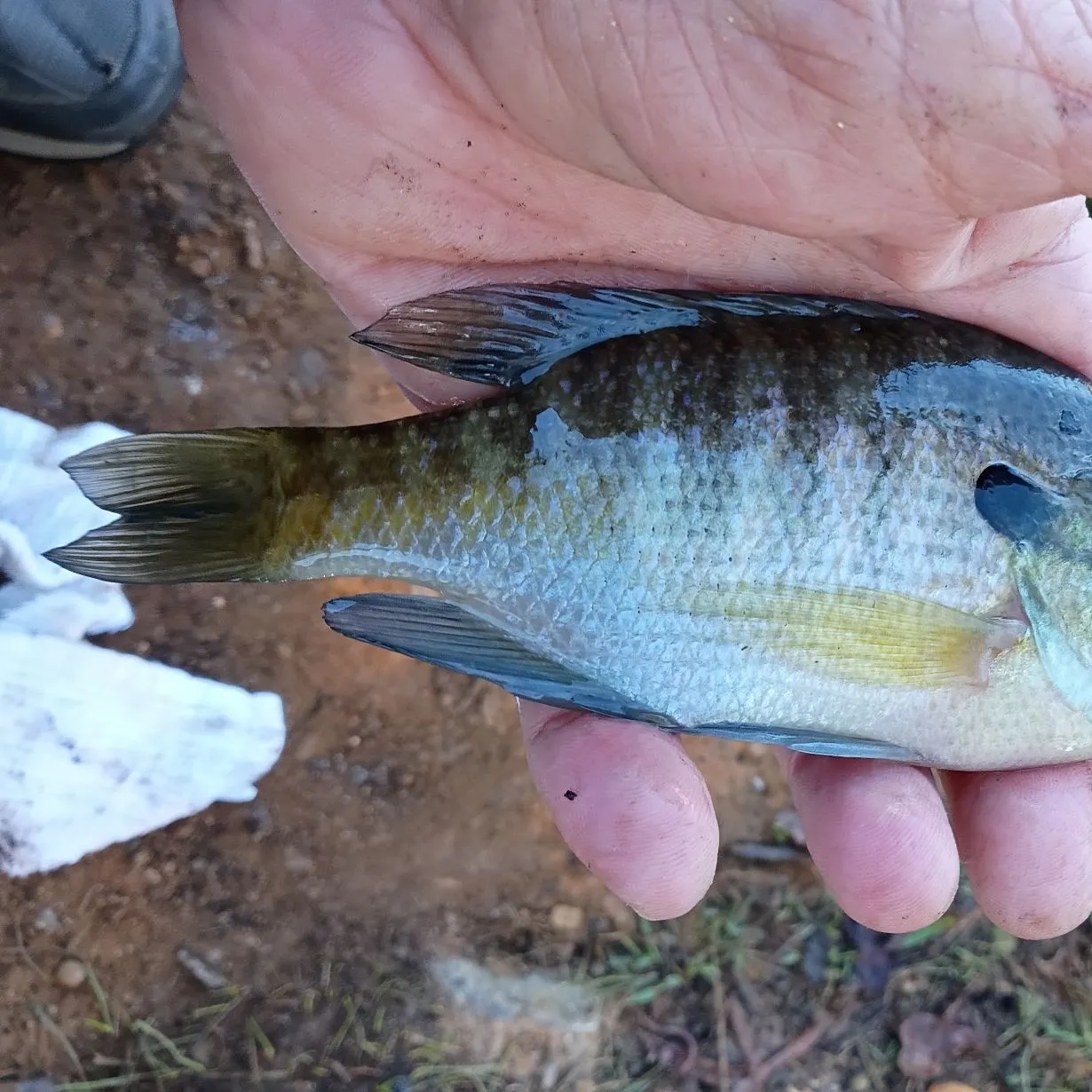 Bluegill caught on Fishbrain