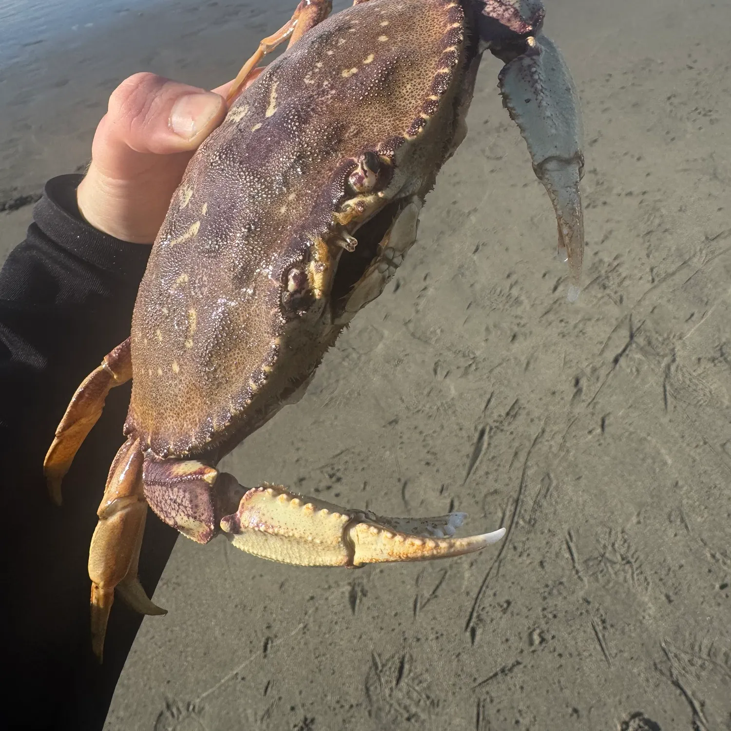 The most recent Pacific rock crab catches on Fishbrain