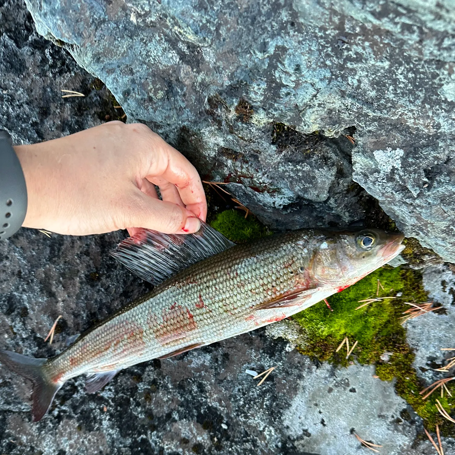 recently logged catches