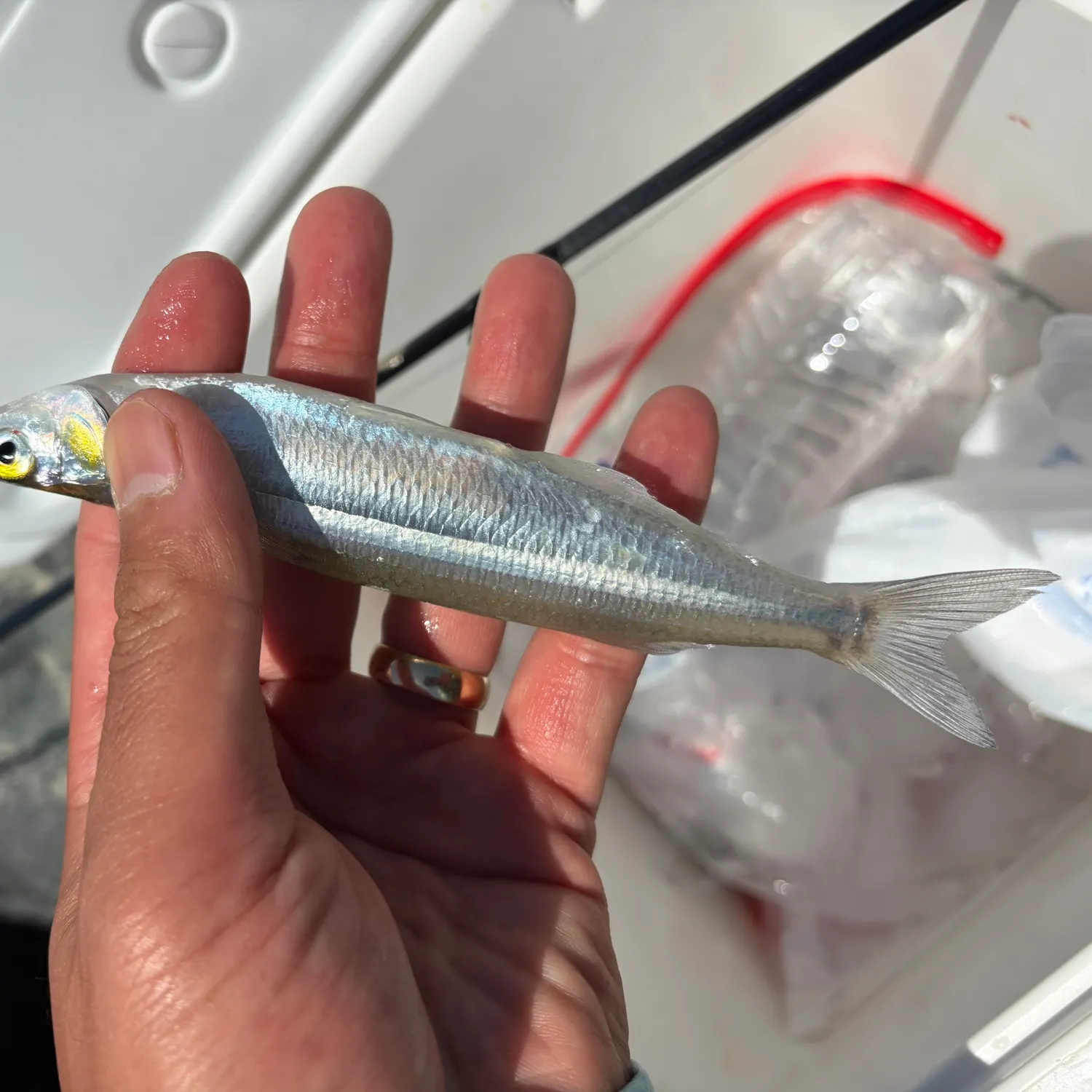 The most recent Northern anchovy catches on Fishbrain