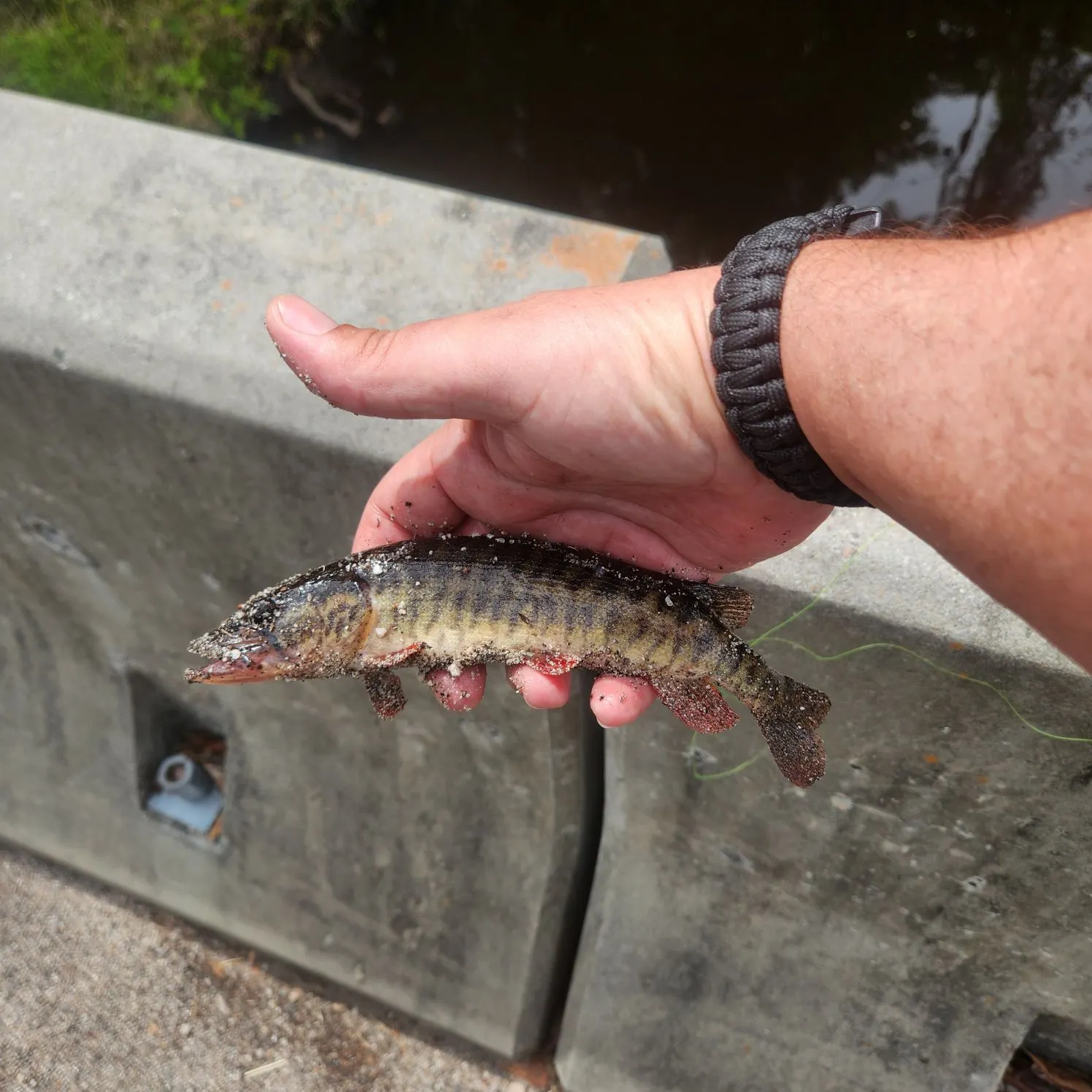 The most recent Redfin pickerel catches on Fishbrain