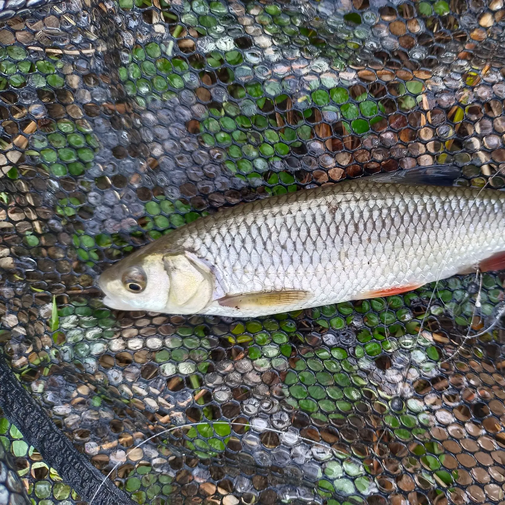 The most recent European chub catches on Fishbrain