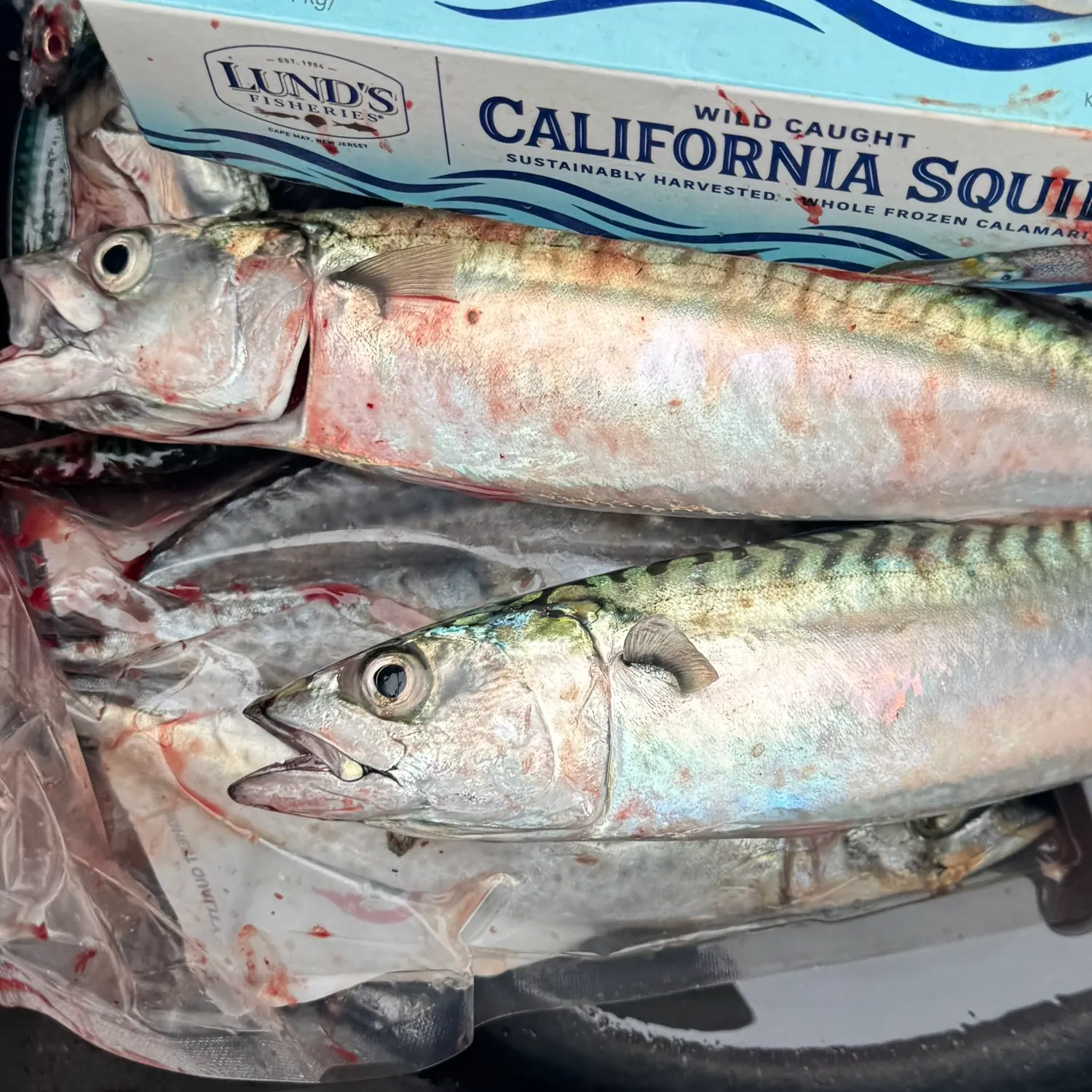Atlantic mackerel caught on Fishbrain