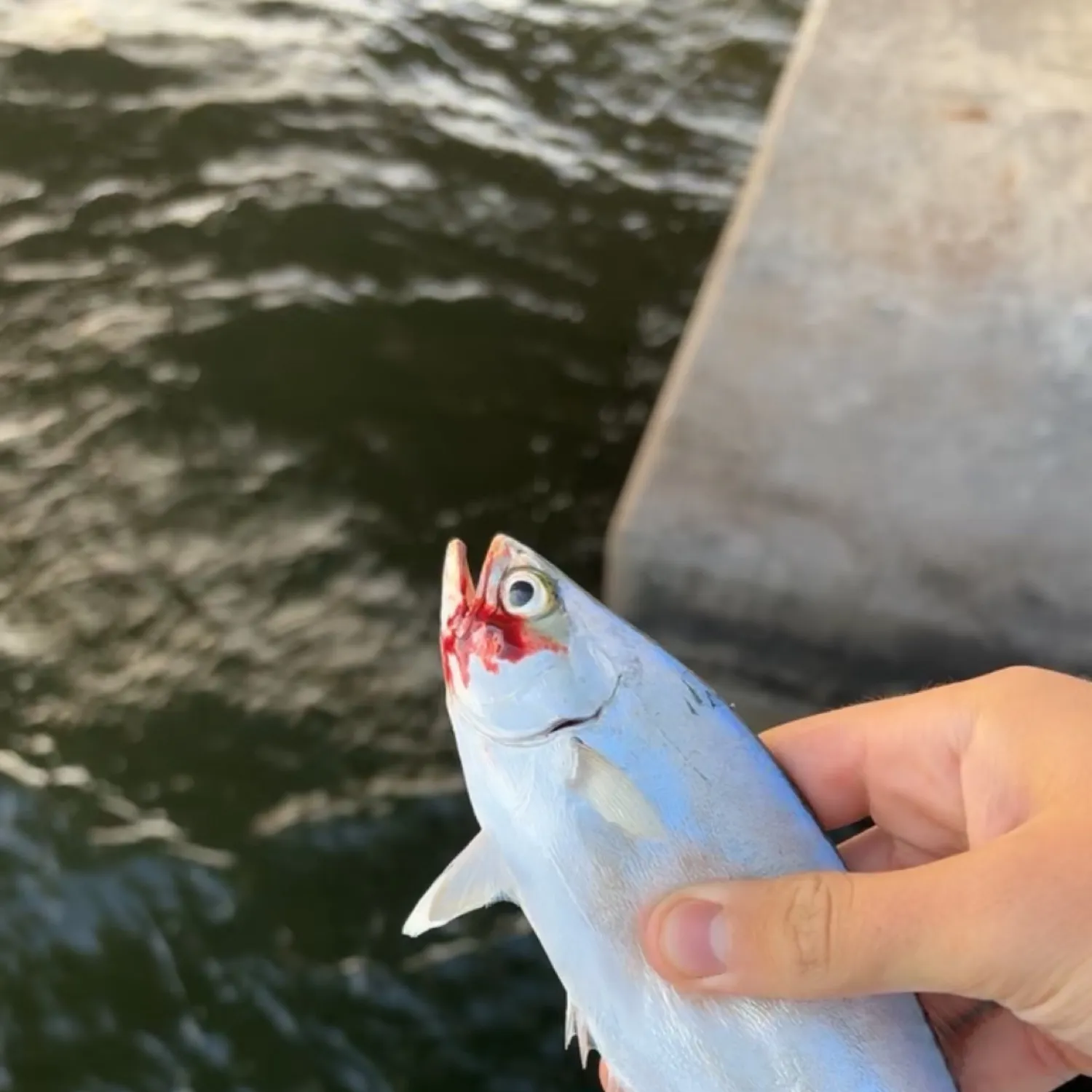 most liked catch image