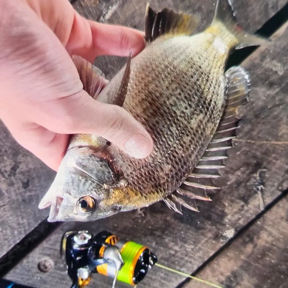 The most recent Southern black bream catches on Fishbrain