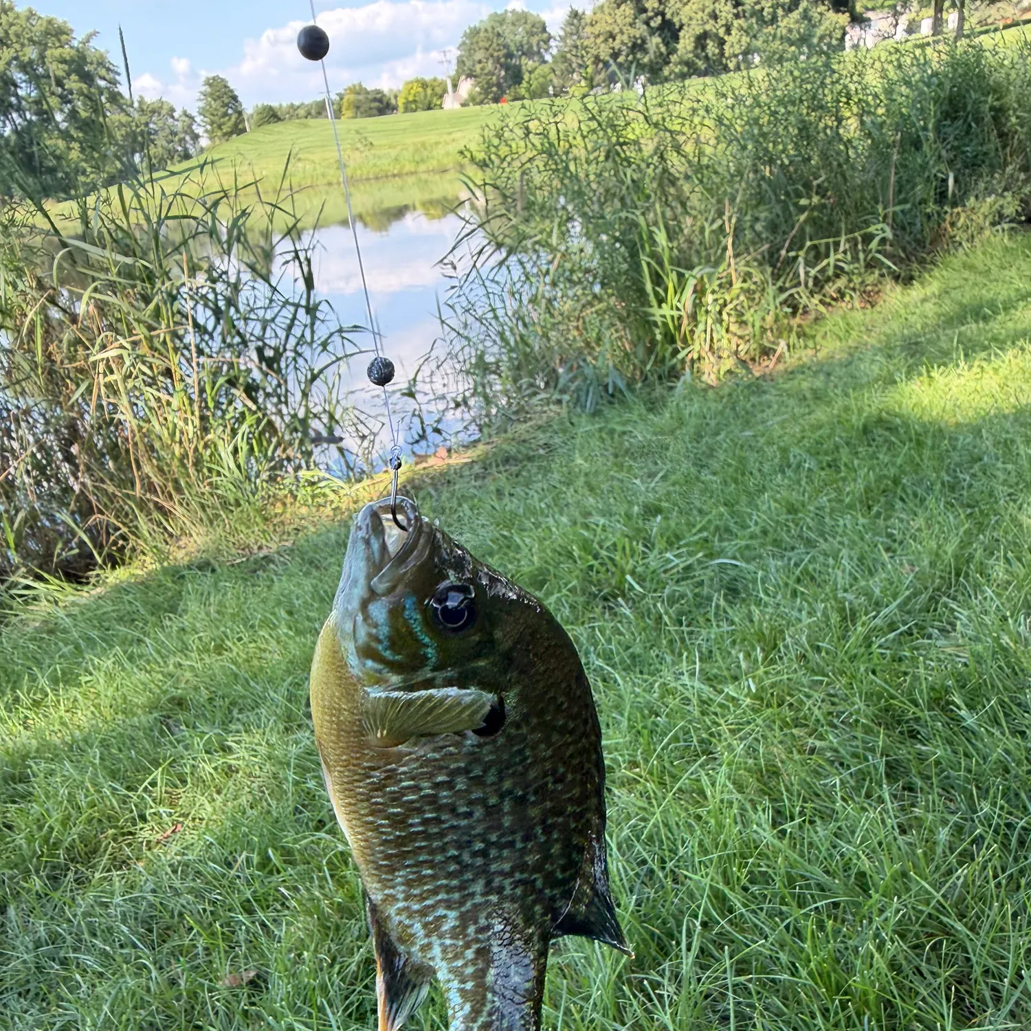 Green sunfish caught on Fishbrain