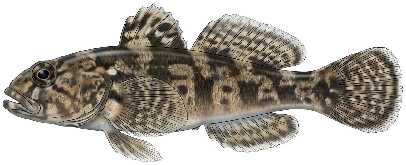 Rock goby