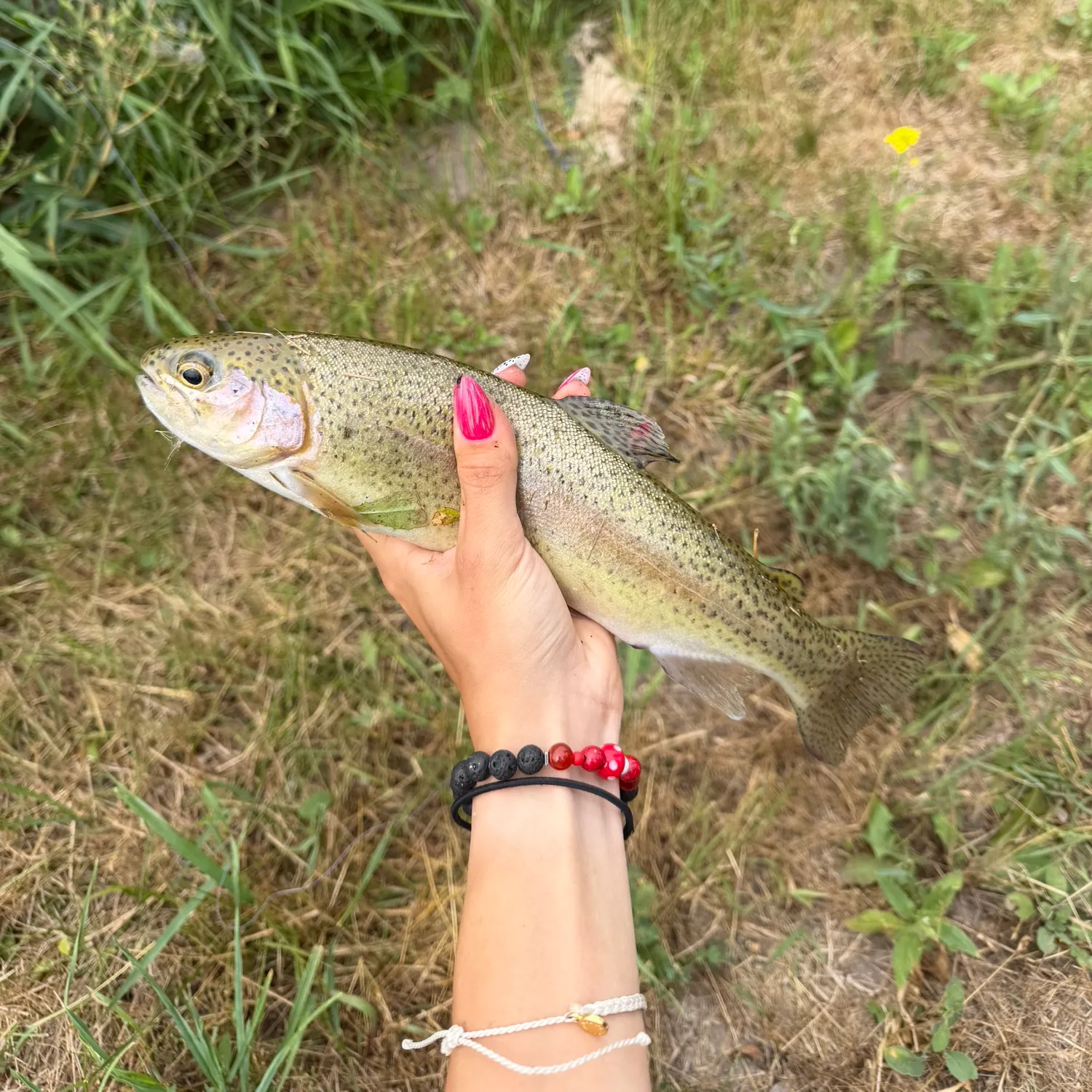Rainbow trout caught on Fishbrain